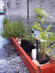 Herbs for sale