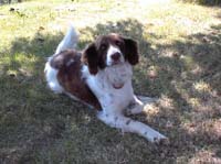 A friendly dog greets visitors upon arrival