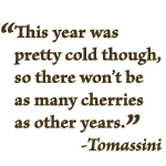 "This year was pretty cold though, so there won't be as many cherries as other years." Tomassini