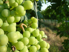 Grapes