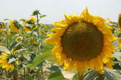 sunflowers