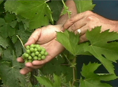 grapes