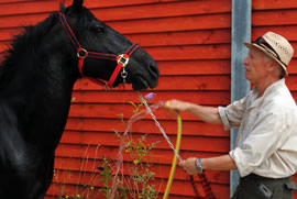 Gabrielle Mastini and his horse.