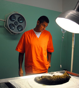 Dr. Fabrizio looking at Pisola after her surgery.