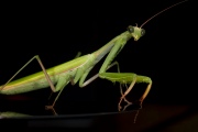 Praying_Mantis_Male_European-42