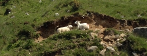 sheep in crevice