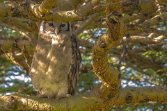 2025.02.18.2776.Z8 Verreaux's Eagle Owl