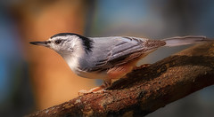 White Breasted Nuthatch