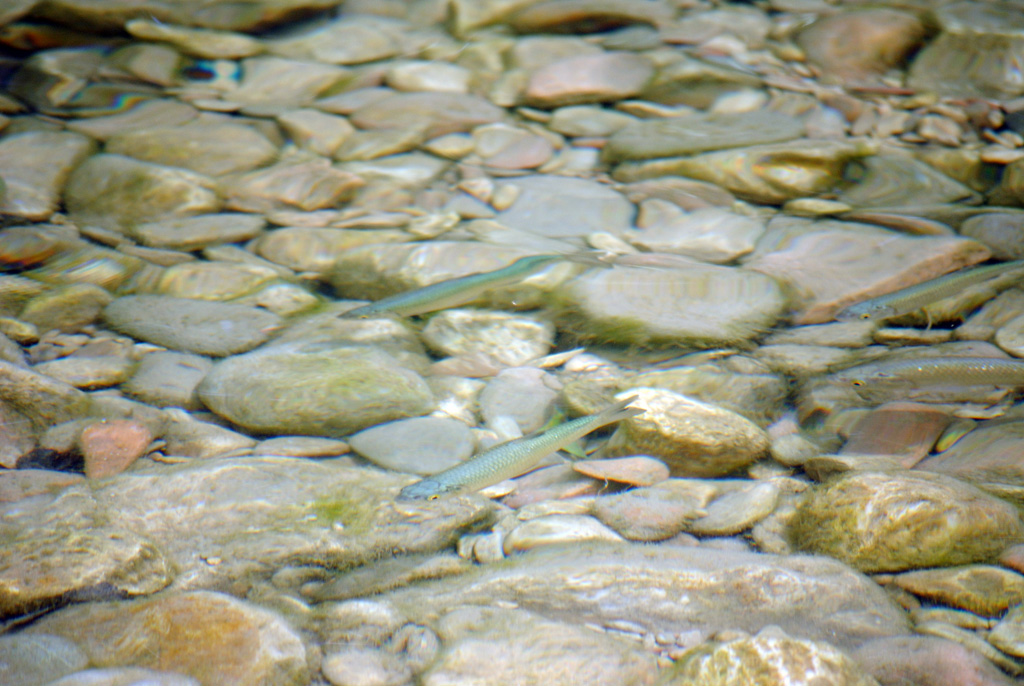 The Essence of the River