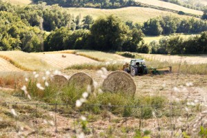 Giulia Savini’s organic farm and inn, called Valle Nuova, is nestled between groomed mountains in the Italian countryside eight miles south of the town of Urbino.