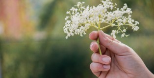 Savini’s favorite wild plant to use in the kitchen is the Elderflower, which can be used to make aged liqueurs and is a fragrant addition to desserts and jams.