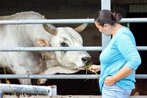 Savini feeds one of her two bulls a bit of organically grown grass. The cows at Valle Nuova are kept according to organic regulations and sold solely for their meat.