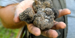 Giorgio holds truffles