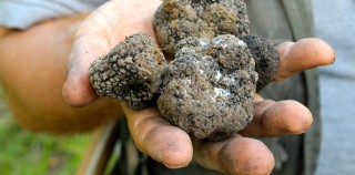 Giorgio holds truffles in his hand—a clear sign of a successful hunt. Il Tartufo: The Gem of Acqualagna