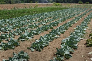 One of the fields at Campo Base growing celery on the far left and cabbage in the center. 