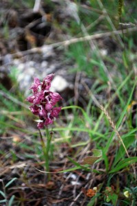 The cephalanthera rubra orchid is a very rare woodland species found around the Marche region. 