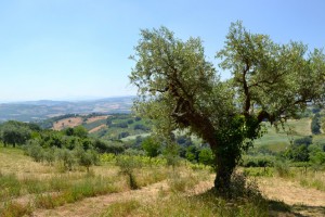 A 350-year-old olive tree, one of the oldest in Galiardi’s groves, stands amid the rolling hills of Cartoceto, a region long known for its excellent olive oil.