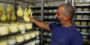 Luca Pala holds his cheese that is held in the cheese storage room at 30 degrees Fahrenheit. The cheese matures in this room for 20 days before its available for consumption.