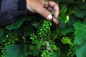 New grape vines were planted in 2008 alongside vines that were planted over 40 years prior.