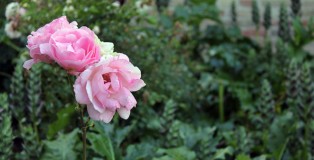 heirloom roses