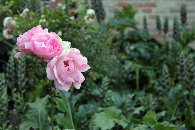 heirloom roses