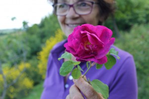 Unusual rose