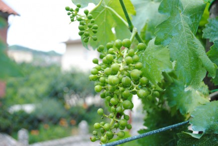 Detail of moscato grapes grown in Augusto's garden.