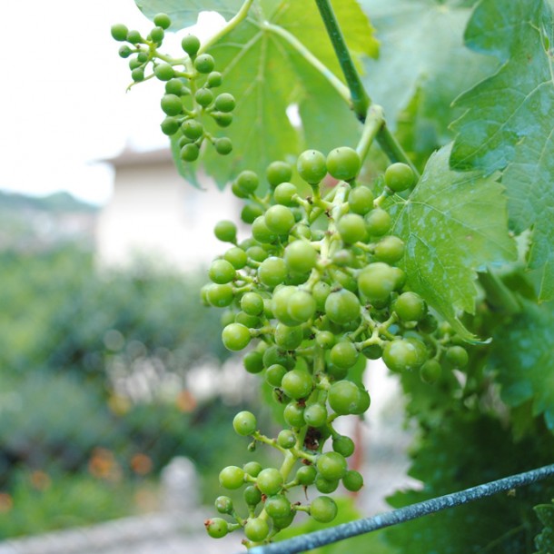 Detail of moscato grapes grown in Augusto's garden.