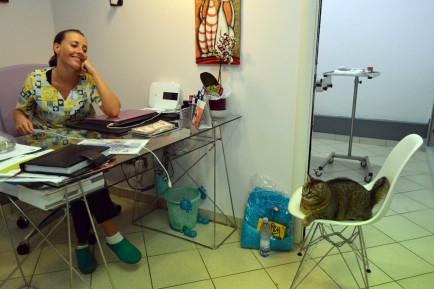 Dr. Cecilia Copparoni plays with her three-legged cat, Trilly.