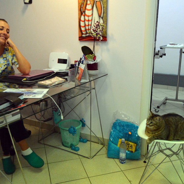 Dr. Cecilia Copparoni plays with her three-legged cat, Trilly.