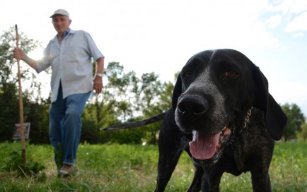 Gino Isidori and his truffle pointer, Lilla, search for truffles.