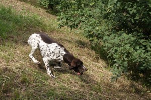 Luna, a Branco-Pointer mix, retrieves a truffle from the nearby woods. Luna is currently being trained by owner Vittorio Scalbi.