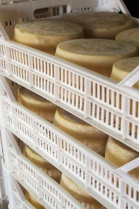 The wheels of pecorino are in the first stages of the aging process, resting in the upstairs cellar in Palazzo Rusticucci.