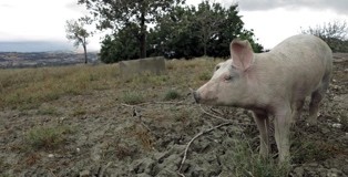 Simonetto_featured-pig-314w
