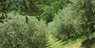 Baiocco has 250 olive trees that line the perimeter of his front yard.