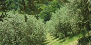 Baiocco has 250 olive trees that line the perimeter of his front yard. The Other Oil Crisis
