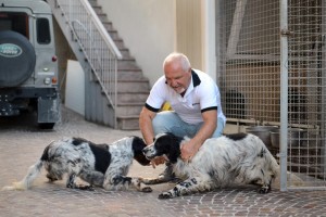 These English setters accompany Tito Micheli on hunting trips around the world.